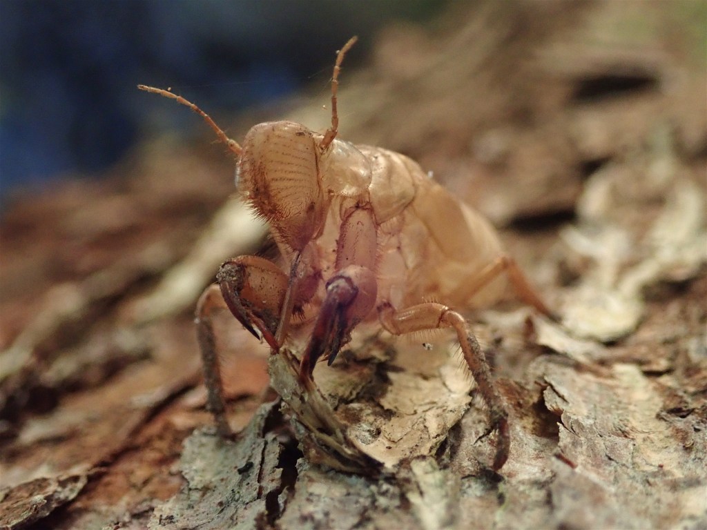 EXUVIAE #189 - MUELLER-DIVJAK / BILDRECHT 2020